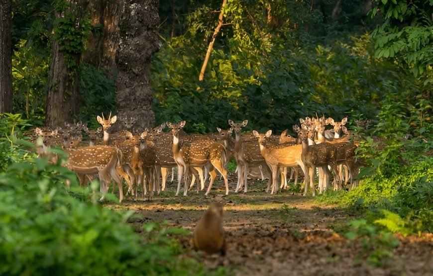 Chitwan National Park Jungle Safari