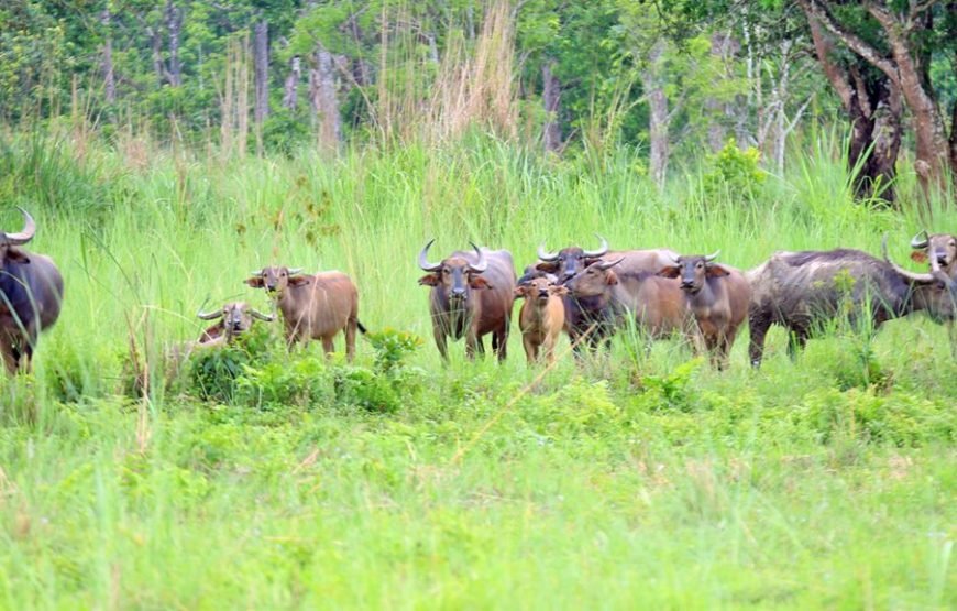Chitwan National Park Jungle Safari