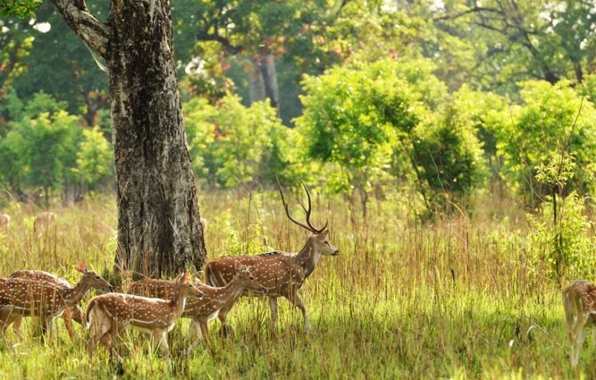 Bardiya National Park