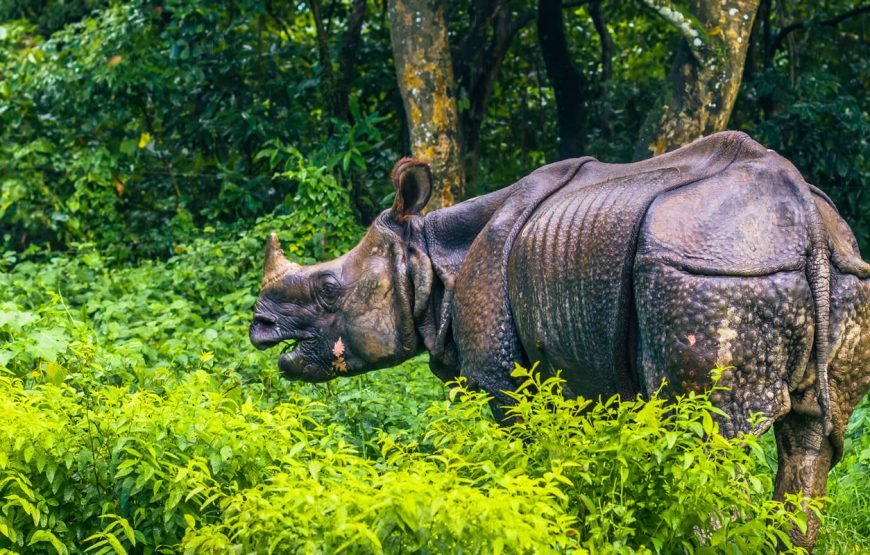 Chitwan National Park Jungle Safari