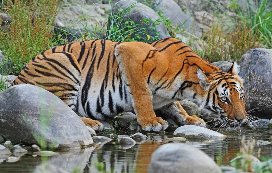 Bardiya National Park